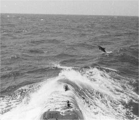 Dolphins play in the bow wake of USS Sargo (SSN583) somewhere in the western pacific (Circa 1972)